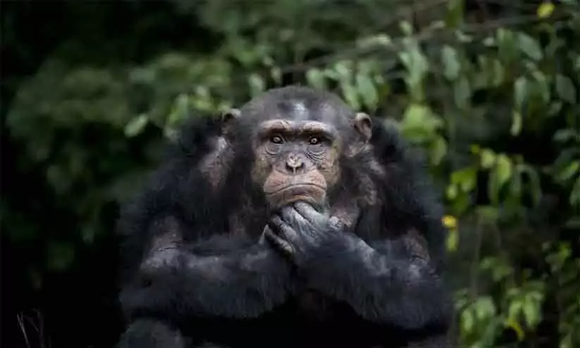 ചിമ്പാൻസിയുമായി പ്രണയത്തിലായ യുവതിക്ക് വിലക്കേർപ്പെടുത്തി മൃഗശാല അധികൃതർ