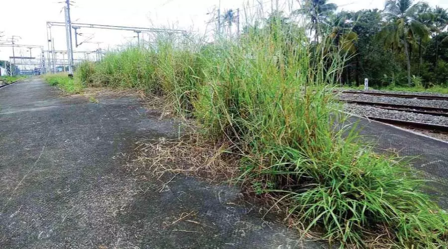 ചാ​ല​ക്കു​ടി റെയി​ൽവേ സ്​റ്റേഷൻ പ്ലാറ്റ്​ഫോം കാട്​ കയറുന്നു