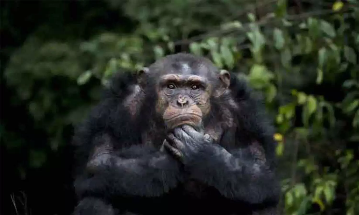 ചിമ്പാൻസിയുമായി പ്രണയത്തിലായ യുവതിക്ക് വിലക്കേർപ്പെടുത്തി മൃഗശാല അധികൃതർ