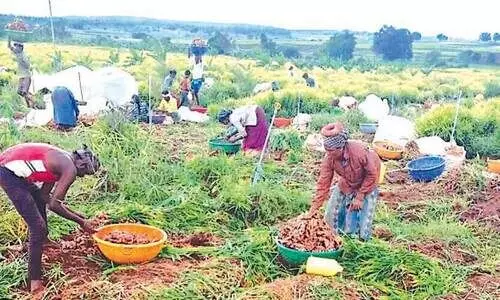 ഇഞ്ചിവില കൂപ്പുകുത്തി; കർഷകർക്ക്​ കണ്ണീർ വിളവെടുപ്പ്