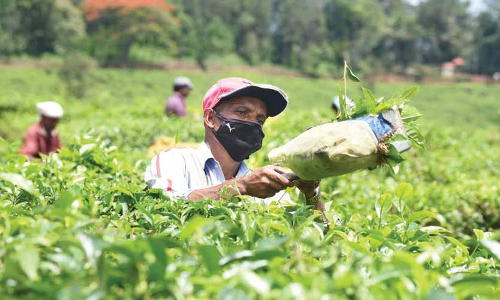 ലേബർ കമീഷണറുടെ ഉത്തരവ്​ നടപ്പായില്ല: ബോണസ്​ ലഭിക്കാതെ തോട്ടം തൊഴിലാളികൾ