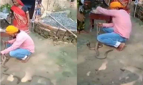 പാമ്പിന് രാഖി കെട്ടാൻ ശ്രമിക്കുന്നതിനിടെ പാമ്പുകടിയേററ് മരണം, വിഡിയോ പുറത്ത്