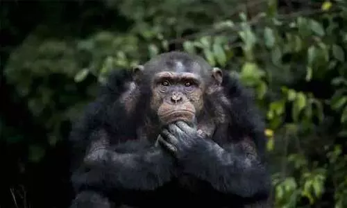 ചിമ്പാൻസിയുമായി പ്രണയത്തിലായ യുവതിക്ക് വിലക്കേർപ്പെടുത്തി മൃഗശാല അധികൃതർ