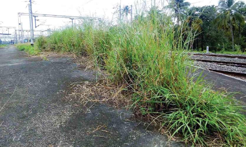 ചാ​ല​ക്കു​ടി റെയി​ൽവേ സ്​റ്റേഷൻ പ്ലാറ്റ്​ഫോം കാട്​ കയറുന്നു