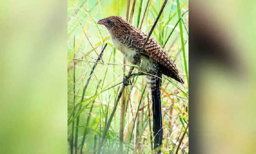 ഭാ​ര​ത​പ്പു​ഴ​യി​ൽ കു​രു​വി​ക​ളു​ടെ കൂ​ട്ട പ്ര​ജ​ന​നം