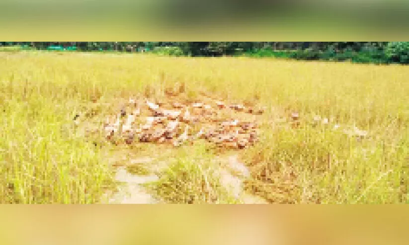 നെല്ലിനൊപ്പം കളപെരുകി; വിള താറാവുകൾക്ക് നൽകി കർഷകർ നെല്ലിനൊപ്പം കളപെരുകി; വിള താറാവുകൾക്ക് നൽകി കർഷകർ