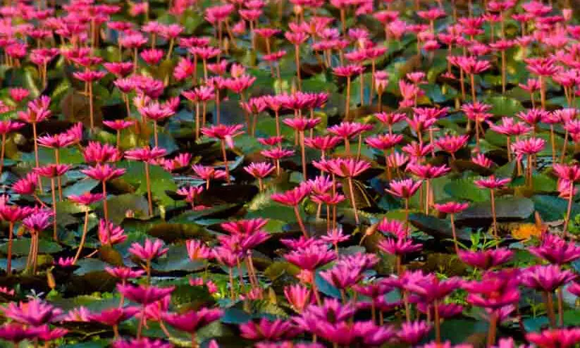 മലരിക്കൽ ടൂറിസം ഫെസ്റ്റ്; പ്രതിഷേധത്തെതുടർന്ന് പണപ്പിരിവ് നിർത്തി മലരിക്കൽ ടൂറിസം ഫെസ്റ്റ്; പ്രതിഷേധത്തെതുടർന്ന് പണപ്പിരിവ് നിർത്തി