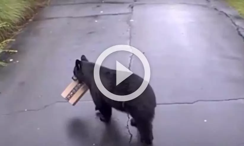 ആമസോൺ പൊതി കട്ടെടുത്ത് കള്ളക്കരടി; വൈറലായി വിഡിയോ ആമസോൺ പൊതി കട്ടെടുത്ത് കള്ളക്കരടി; വൈറലായി വിഡിയോ