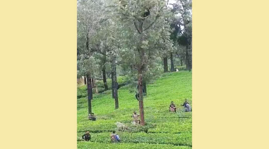 തേൻ​ ​കുടിക്കാ​നെ​ത്തി മ​ര​ത്തി​ൽ കു​ടു​ങ്ങി​യ ക​ര​ടി​യെ ര​ക്ഷ​പ്പെ​ടു​ത്തി