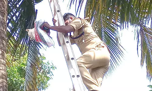 ചി​ഞ്ചുവി​െൻറ മരം കയറിക്കളി കാര്യമായി; ഒടുവിൽ ഫയർഫോഴ്​സിന്​ പണിയുമായി