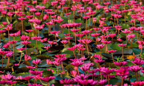 മലരിക്കൽ ടൂറിസം ഫെസ്​റ്റ്​​; പ്രതിഷേധത്തെതുടർന്ന്​ പണപ്പിരിവ്​ നിർത്തി