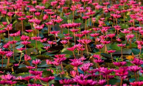 മലരിക്കൽ ടൂറിസം ഫെസ്​റ്റ്​​; പ്രതിഷേധത്തെതുടർന്ന്​ പണപ്പിരിവ്​ നിർത്തി