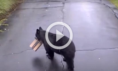 ആമസോൺ പൊതി ക​ട്ടെടുത്ത്​ കള്ളക്കരടി; വൈറലായി വിഡിയോ