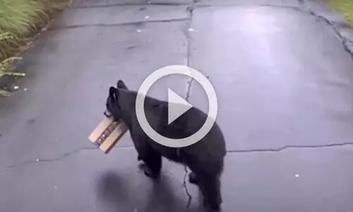 ആമസോൺ പൊതി ക​ട്ടെടുത്ത്​ കള്ളക്കരടി; വൈറലായി വിഡിയോ