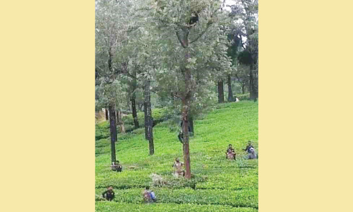 തേൻ​ ​കുടിക്കാ​നെ​ത്തി മ​ര​ത്തി​ൽ കു​ടു​ങ്ങി​യ ക​ര​ടി​യെ ര​ക്ഷ​പ്പെ​ടു​ത്തി