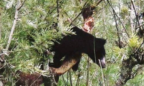 കരടിയുടെ സാന്നിധ്യമുണ്ടെങ്കില്‍ കാമറകള്‍ സ്ഥാപിക്കുമെന്ന് വനംവകുപ്പ്