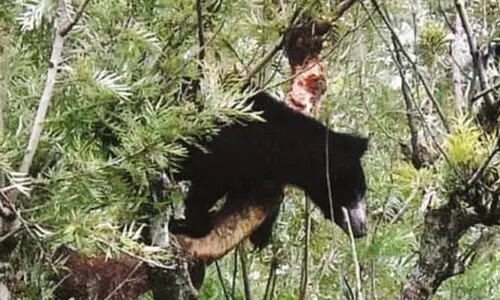 കരടിയുടെ സാന്നിധ്യമുണ്ടെങ്കില്‍ കാമറകള്‍ സ്ഥാപിക്കുമെന്ന് വനംവകുപ്പ്