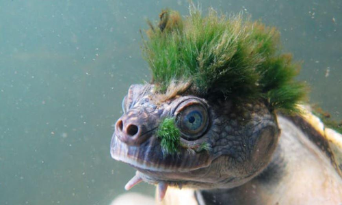 തലയിൽ കിരീടം വെച്ച ആമകൾ