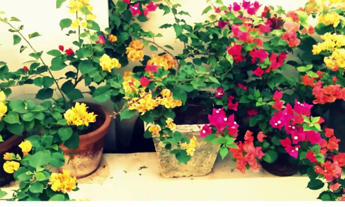 വീട്ടി​​ലൊരു പൂന്തോട്ടം ഒരുക്കിയാലോ; അറിഞ്ഞിരിക്കേണ്ട കാര്യങ്ങൾ ഇവയൊക്കെയാണ്​