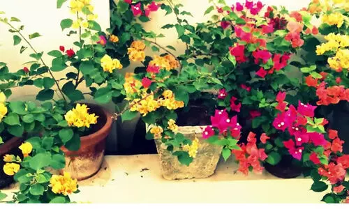 വീട്ടി​​ലൊരു പൂന്തോട്ടം ഒരുക്കിയാലോ; അറിഞ്ഞിരിക്കേണ്ട കാര്യങ്ങൾ ഇവയൊക്കെയാണ്​