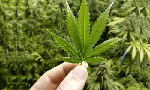 farmer seeks permission to cultivate ganja on his farm