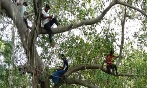 ഓൺലൈൻ പഠനം; മൊബൈലിൽ റേഞ്ചിനായി മരത്തിൽ കയറിയ വിദ്യാർഥി കൊമ്പ് പൊട്ടി താഴെവീണു, ഗുരുതര പരിക്ക്