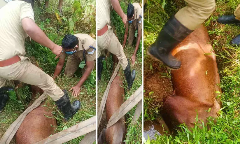 ഓടയിൽ കുടുങ്ങിയ പശുവിനെ ഫയർ ഫോഴ്സ് പുറത്തെടുത്തു ഓടയിൽ കുടുങ്ങിയ പശുവിനെ ഫയർ ഫോഴ്സ് പുറത്തെടുത്തു