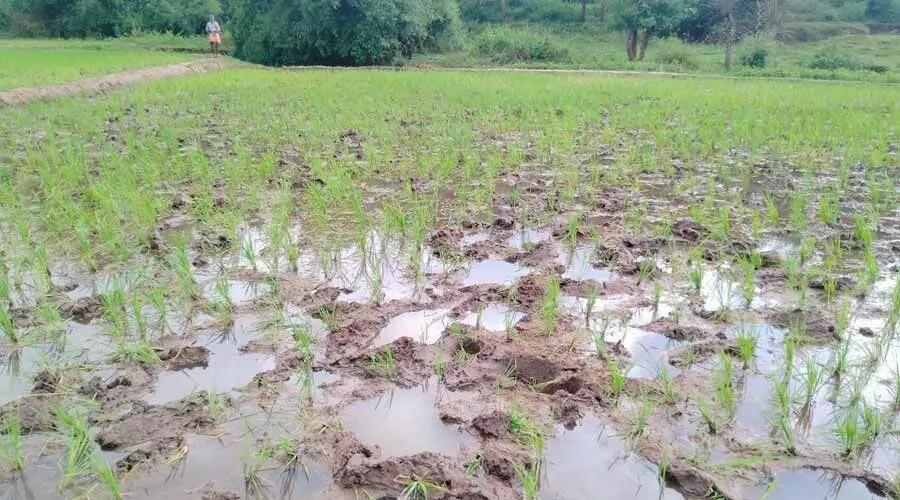 പത്തേക്കറോളം സ്ഥലത്തെ നെൽകൃഷി കാട്ടാനക്കൂട്ടമിറങ്ങി നശിപ്പിച്ചു പത്തേക്കറോളം സ്ഥലത്തെ നെൽകൃഷി കാട്ടാനക്കൂട്ടമിറങ്ങി നശിപ്പിച്ചു
