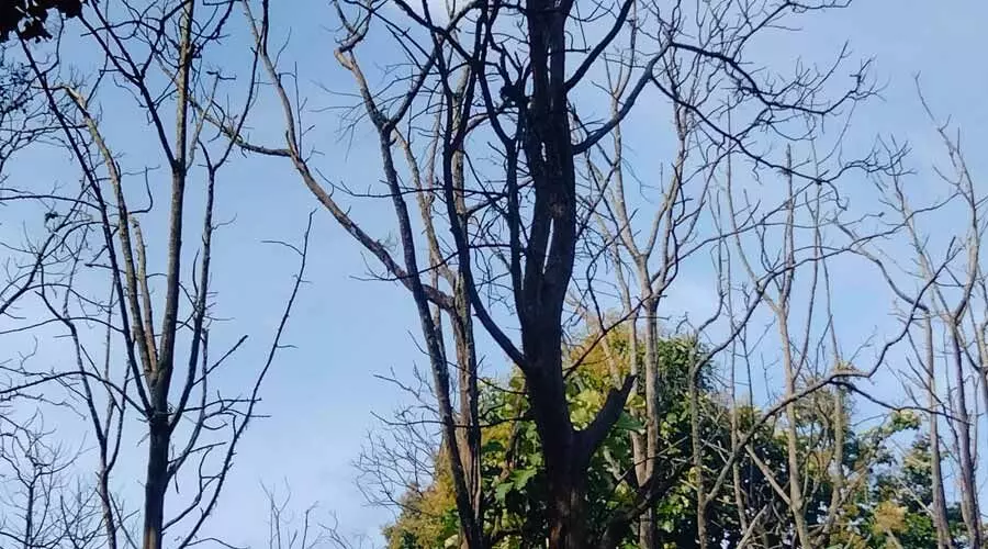 അജ്ഞാത രോഗം; തേക്കുമരങ്ങൾ കരിയുന്നു അജ്ഞാത രോഗം; തേക്കുമരങ്ങൾ കരിയുന്നു