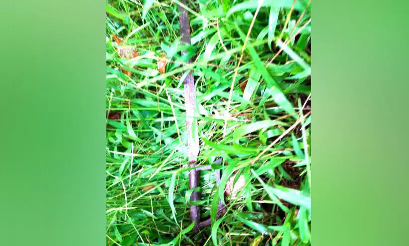 ചേർത്തലയിൽ ഗുണ്ടസംഘങ്ങള് ഉറക്കംകെടുത്തുന്നു; റോഡരികിൽ വടിവാൾ കണ്ടെത്തി ചേർത്തലയിൽ ഗുണ്ടസംഘങ്ങള് ഉറക്കംകെടുത്തുന്നു; റോഡരികിൽ വടിവാൾ കണ്ടെത്തി