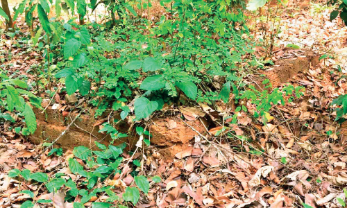 മലബാർ ​സമരം: മങ്കടയിലെ ഖബറിടങ്ങൾ കാടുമൂടി കിടക്കുന്നു