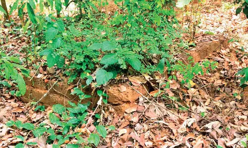 മലബാർ ​സമരം: മങ്കടയിലെ ഖബറിടങ്ങൾ കാടുമൂടി കിടക്കുന്നു