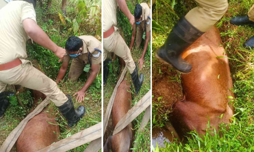 ഓടയിൽ കുടുങ്ങിയ പശുവിനെ ഫയർ ഫോഴ്സ് പുറത്തെടുത്തു