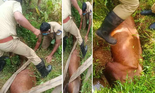 ഓടയിൽ കുടുങ്ങിയ പശുവിനെ ഫയർ ഫോഴ്സ് പുറത്തെടുത്തു