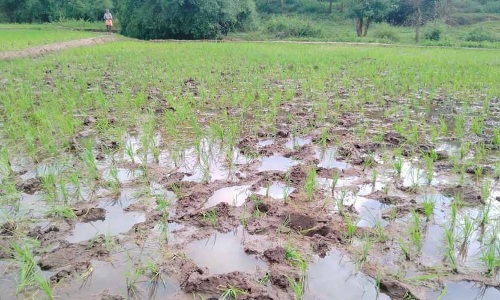 പ​ത്തേ​ക്ക​റോ​ളം സ്ഥ​ല​ത്തെ നെ​ൽ​കൃ​ഷി കാ​ട്ടാ​ന​ക്കൂ​ട്ട​മി​റ​ങ്ങി ന​ശി​പ്പി​ച്ചു