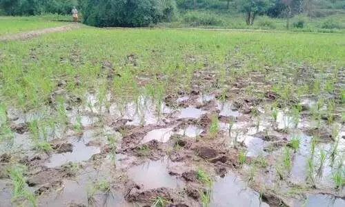 പ​ത്തേ​ക്ക​റോ​ളം സ്ഥ​ല​ത്തെ നെ​ൽ​കൃ​ഷി കാ​ട്ടാ​ന​ക്കൂ​ട്ട​മി​റ​ങ്ങി ന​ശി​പ്പി​ച്ചു