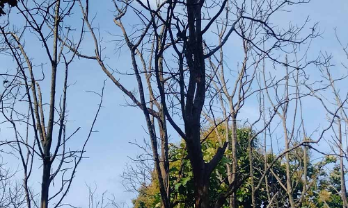 അ​ജ്ഞാ​ത രോ​ഗം; തേ​ക്കു​മ​ര​ങ്ങ​ൾ ക​രി​യു​ന്നു