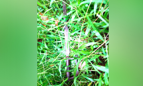 ചേർത്തലയിൽ ഗുണ്ടസംഘങ്ങള്‍ ഉറക്കംകെടുത്തുന്നു; റോ​ഡ​രി​കി​ൽ വ​ടി​വാ​ൾ ക​ണ്ടെ​ത്തി