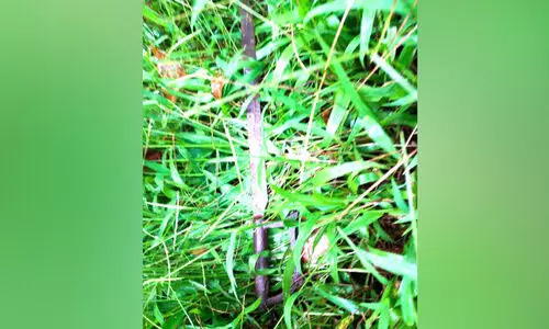 ചേർത്തലയിൽ ഗുണ്ടസംഘങ്ങള്‍ ഉറക്കംകെടുത്തുന്നു; റോ​ഡ​രി​കി​ൽ വ​ടി​വാ​ൾ ക​ണ്ടെ​ത്തി