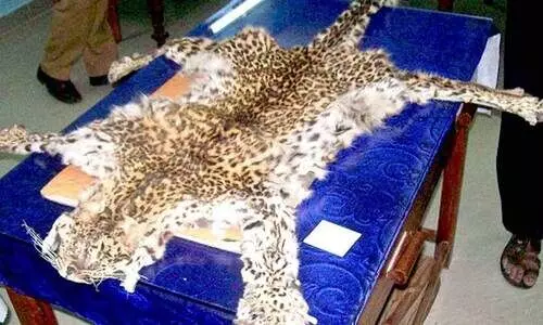 കി​ഴ​ക്ക​ൻ​മ​ല​യോ​ര മേ​ഖ​ല​യി​ൽ വ​ന്യ​മൃ​ഗ​വേ​ട്ട വർധിക്കുന്നു