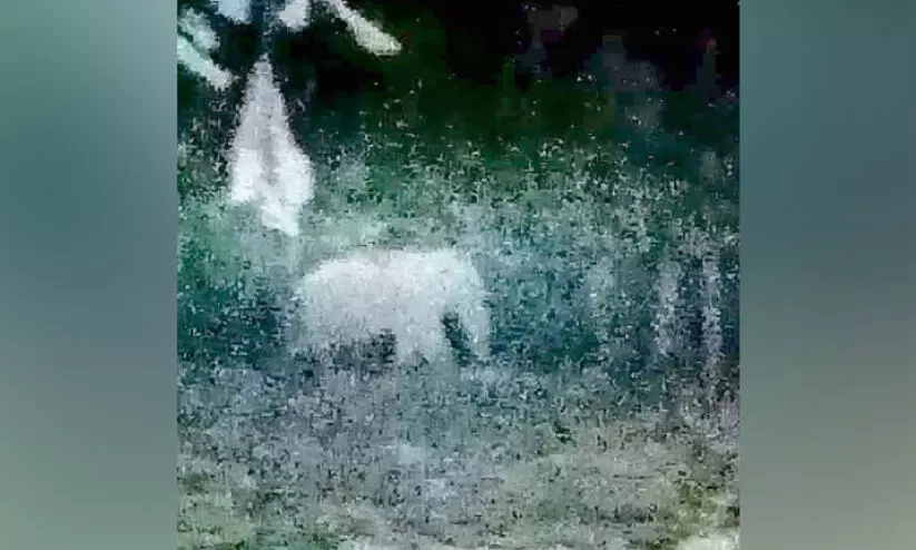 പുലിക്കുന്നില് കാട്ടാന; ഭീതിയുടെ മുള്മുനയില് നാട്ടുകാർ പുലിക്കുന്നില് കാട്ടാന; ഭീതിയുടെ മുള്മുനയില് നാട്ടുകാർ