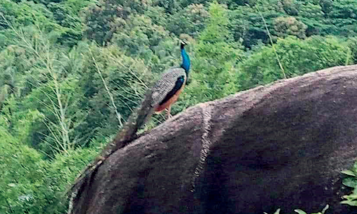 വള്ളിയംകുന്നിൽ മയിൽ സ​ങ്കേതം