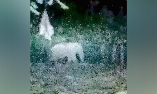 പുലിക്കുന്നില്‍ കാട്ടാന; ഭീതിയുടെ മുള്‍മുനയില്‍ നാട്ടുകാർ