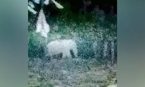 പുലിക്കുന്നില് കാട്ടാന; ഭീതിയുടെ മുള്മുനയില് നാട്ടുകാർ പുലിക്കുന്നില് കാട്ടാന; ഭീതിയുടെ മുള്മുനയില് നാട്ടുകാർ