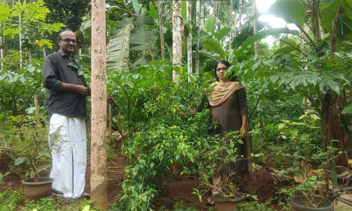 കൃഷിയുടെ നിറവിലാണ് ഈ വീട്