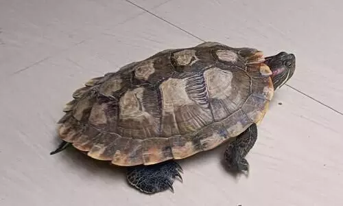 ഓമനിച്ചു വളർത്തി ഒടുവിൽ ഉപേക്ഷിക്കല്ലേ..!ചെഞ്ചെവിയൻ ആളൊരു അപകടകാരി​; കേരളത്തിൽ വ്യാപകമാവുന്നു