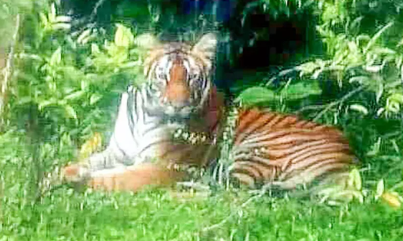 തേക്കടിയിൽ കടുവകളുടെ ദിനം; ആഹ്ലാദത്തിൽ സഞ്ചാരികൾ തേക്കടിയിൽ കടുവകളുടെ ദിനം; ആഹ്ലാദത്തിൽ സഞ്ചാരികൾ