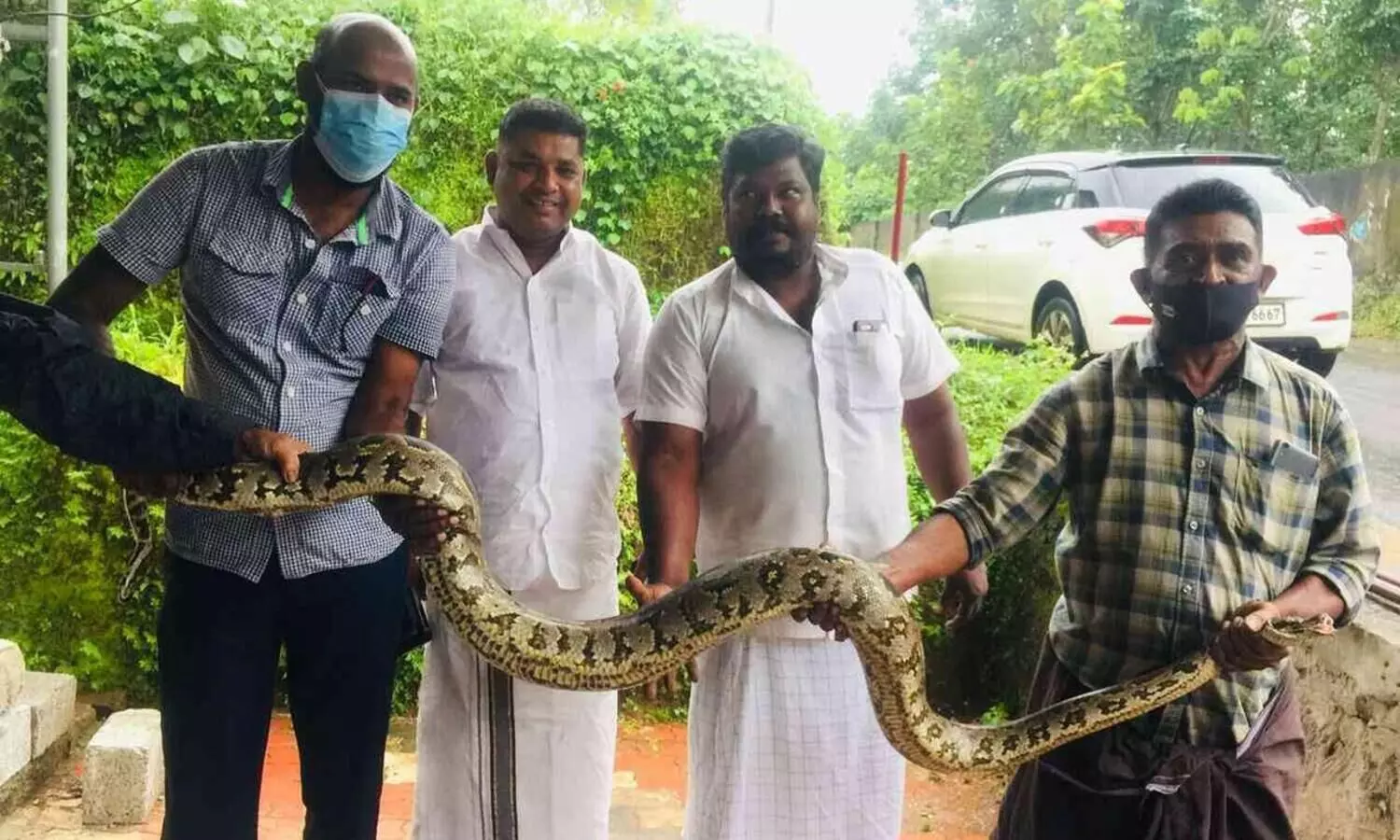 കോഴിഫാമിൽ കയറിയ മലമ്പാമ്പിനെ പിടികൂടി