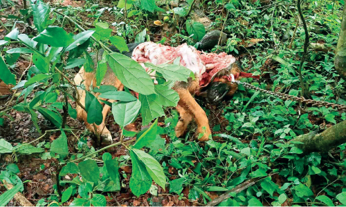 വീട്ടുവളപ്പിൽ വളർത്തുനായുടെ ജഡാവശിഷ്​ടം; പുലിയെന്ന് സംശയം