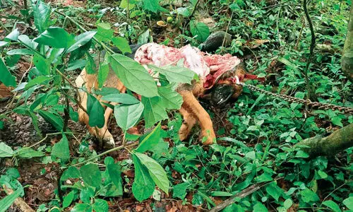 വീട്ടുവളപ്പിൽ വളർത്തുനായുടെ ജഡാവശിഷ്​ടം; പുലിയെന്ന് സംശയം